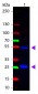 Anti-Goat IgG (H&L)  (ATTO 488 Conjugated) Pre-Adsorbed Secondary Antibody